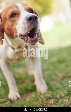 Gros plan de chien beagle aboyant sur fond ensoleillé flou Banque D'Images