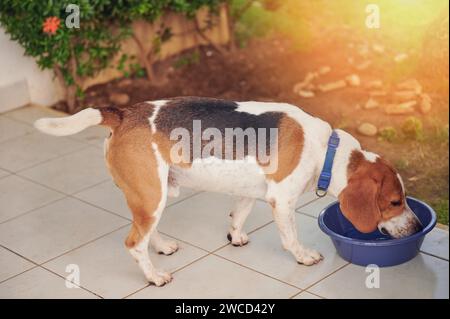 Chien Beagle buvant de l'eau du bol à l'extérieur Banque D'Images