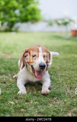 Joli chien beagle couché sur fond d'herbe verte Banque D'Images