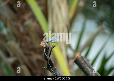 Un oiseau de Gnatcatcher bleu-gris perché sur une branche d'arbre dans les arbustes d'été de Floride Banque D'Images