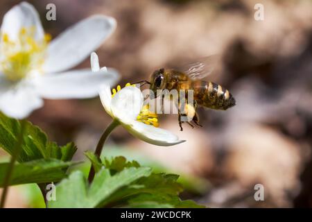 Abeille (abeille à miel de l'Ouest - Apis mellifera) volant avec un panier à pollen rempli devant une anémone de bois Banque D'Images