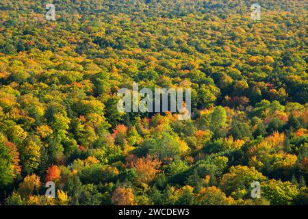 Vue sur la forêt du Lac des nuages dans la zone de visualisation, montagnes Porcupine Wilderness State Park, Michigan Banque D'Images