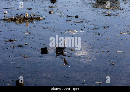 Pollution plastique dans la baie de Guanabara, héron repose sur la structure plastique d'un téléviseur mis au rebut, parmi toutes sortes de déchets incorrectement mis au rebut, Rio de Janeiro, Brésil. Banque D'Images