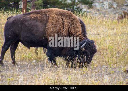 Un bison solitaire se nourrissant dans un champ avec des arbres clairsemés en arrière-plan, représentant la nature sauvage. Banque D'Images