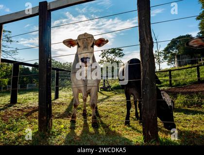 Vaches dans le paddock sur une ferme dans la lumière du soir, dans la campagne du Brésil, amérique du Sud Banque D'Images