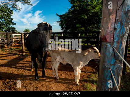 Veau et vache le paddock sur une ferme dans la lumière du soir, dans la campagne du Brésil Banque D'Images