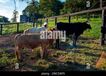 Vaches dans le paddock sur une ferme dans la lumière du soir, dans la campagne du Brésil Banque D'Images