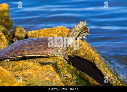 Une tortue à coquille molle épineuse qui prend le soleil au-dessus des rochers moussus près du rivage du réservoir du parc national de Cherry Creek dans le Colorado. Banque D'Images