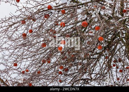 Pommier avec des pommes non cueillies sur une ferme Amish après une tempête de neige dans le comté de Mecosta, Michigan, États-Unis Banque D'Images