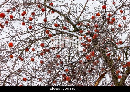 Pommier avec des pommes non cueillies sur une ferme Amish après une tempête de neige dans le comté de Mecosta, Michigan, États-Unis Banque D'Images