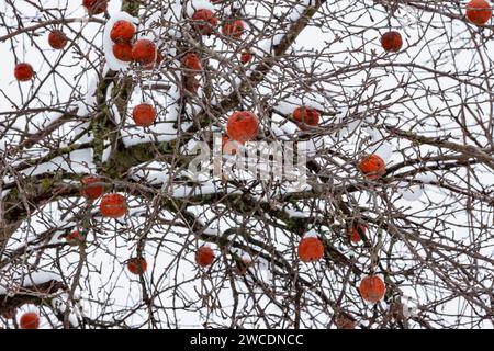 Pommier avec des pommes non cueillies sur une ferme Amish après une tempête de neige dans le comté de Mecosta, Michigan, États-Unis Banque D'Images