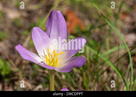 Gros plan d'une fleur de crocus d'automne (colchium autumnale) en fleur Banque D'Images