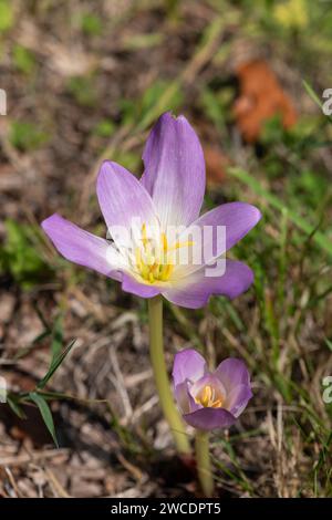 Gros plan d'une fleur de crocus d'automne (colchium autumnale) en fleur Banque D'Images