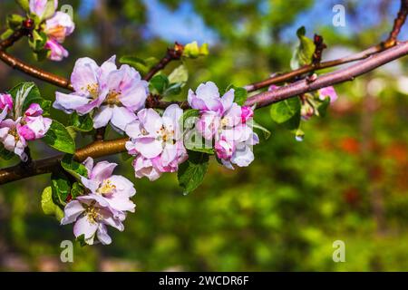 Vue rapprochée d'un pommier en fleurs avec des gouttes de pluie. Banque D'Images