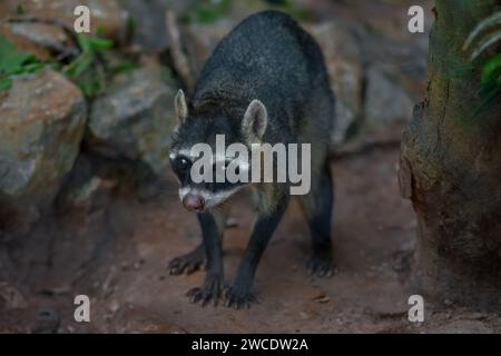 Raton laveur de crabes (Procyon cancrivorus) ou raton laveur d'Amérique du Sud Banque D'Images