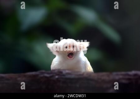 Singe marmosa doré et blanc (Mico chrysoleucus) Banque D'Images