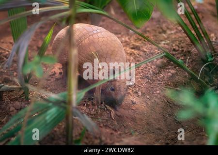 Armadillo brésilien à trois bandes (Tolypeutes tricinctus) Banque D'Images