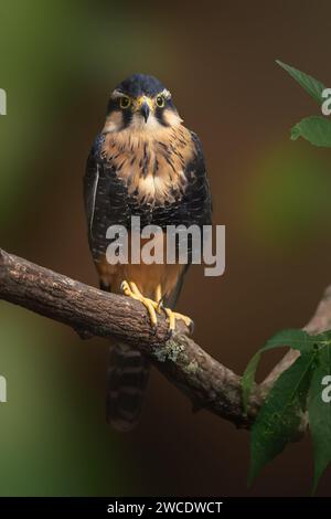 Faucon Aplomado (Falco femoralis) - oiseau de proie Banque D'Images