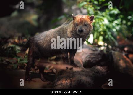 Chien de brousse (Speothos venaticus) - canidé sud-américain Banque D'Images