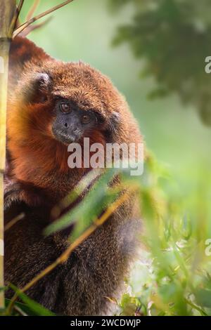 Singe Titi cuivré (Plecturocebus cupreus) Banque D'Images