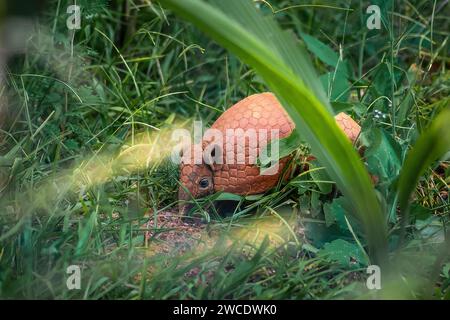 Armadillo brésilien à trois bandes (Tolypeutes tricinctus) Banque D'Images