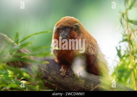 Singe Titi cuivré (Plecturocebus cupreus) Banque D'Images