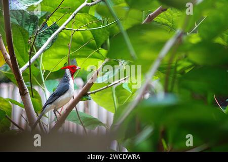 Oiseau cardinal à crête rouge (Paroaria coronata) Banque D'Images