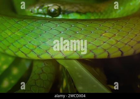 Texture écailles de serpent - South American Green Racer (Philodryas olfersii) Banque D'Images