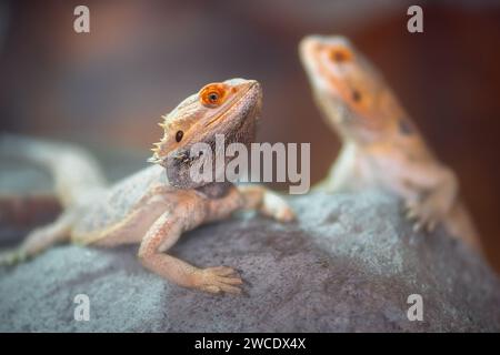 Lézard dragon à barbe centrale (Pogona vitticeps) Banque D'Images