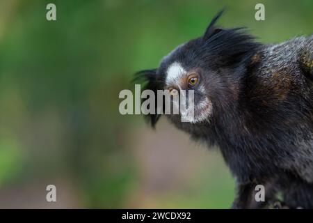 Singe marmouset touffeté noir (Callithrix penicillata) Banque D'Images