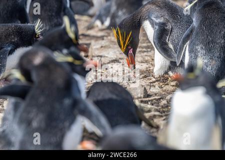 Pingouin macaroni à la colonie de reproduction sur Bleaker Island, îles Malouines Banque D'Images