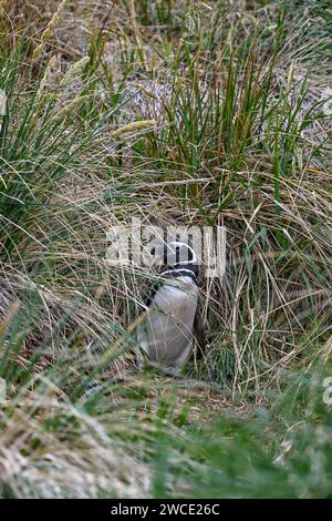 Manchot Magellanis, sur York Beach et Gypsy Cove, Stanley, îles Falkland Banque D'Images