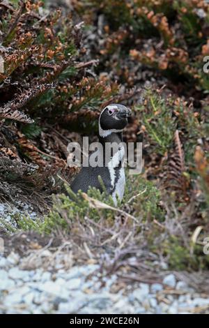 Manchot Magellanis, sur York Beach et Gypsy Cove, Stanley, îles Falkland Banque D'Images