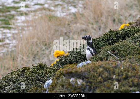 Manchot Magellanis, sur York Beach et Gypsy Cove, Stanley, îles Falkland Banque D'Images