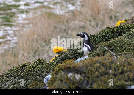 Manchot Magellanis, sur York Beach et Gypsy Cove, Stanley, îles Falkland Banque D'Images