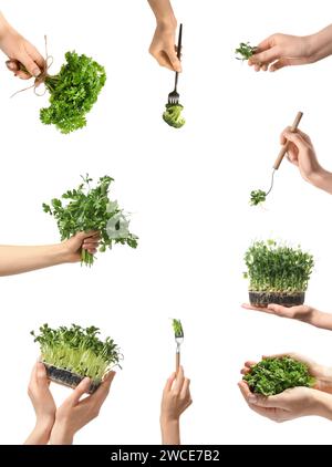 Cadre fait de mains tenant des légumes verts et des herbes sur fond blanc Banque D'Images