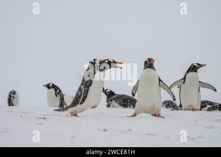 Pingouins gentoo dans les aires de reproduction, île de Cuverville, Antarctique, marchant dans la neige et la glace pour trouver un lieu de nidification, debout pendant la tempête de neige Banque D'Images