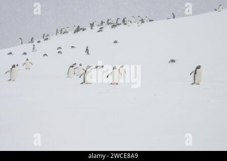 Pingouins gentoo dans les aires de reproduction, île de Cuverville, Antarctique, marchant dans la neige et la glace pour trouver un lieu de nidification, debout pendant la tempête de neige Banque D'Images