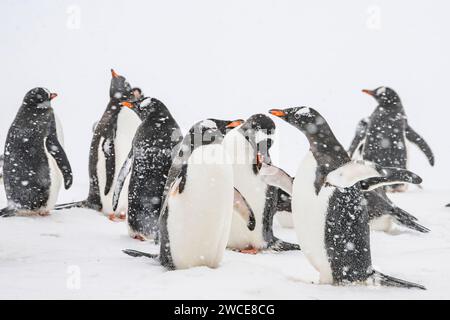 Pingouins gentoo dans les aires de reproduction, île de Cuverville, Antarctique, marchant dans la neige et la glace pour trouver un lieu de nidification, debout pendant la tempête de neige Banque D'Images