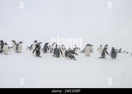 Pingouins gentoo dans les aires de reproduction, île de Cuverville, Antarctique, marchant dans la neige et la glace pour trouver un lieu de nidification, debout pendant la tempête de neige Banque D'Images