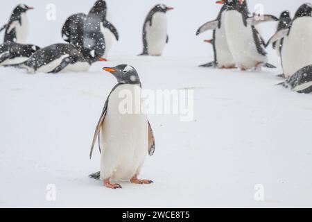 Pingouins gentoo dans les aires de reproduction, île de Cuverville, Antarctique, marchant dans la neige et la glace pour trouver un lieu de nidification, debout pendant la tempête de neige Banque D'Images