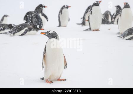 Pingouins gentoo dans les aires de reproduction, île de Cuverville, Antarctique, marchant dans la neige et la glace pour trouver un lieu de nidification, debout pendant la tempête de neige Banque D'Images