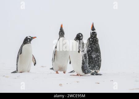 Pingouins gentoo dans les aires de reproduction, île de Cuverville, Antarctique, marchant dans la neige et la glace pour trouver un lieu de nidification, debout pendant la tempête de neige Banque D'Images