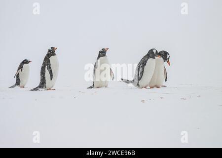 Pingouins gentoo dans les aires de reproduction, île de Cuverville, Antarctique, marchant dans la neige et la glace pour trouver un lieu de nidification, debout pendant la tempête de neige Banque D'Images