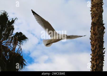 Les Gulls californiens planent près des palmiers Banque D'Images