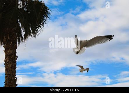 Les Gulls californiens planent près des palmiers Banque D'Images