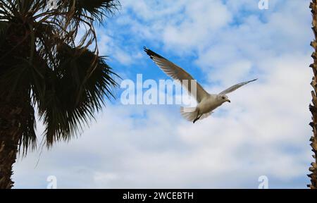 Les Gulls californiens planent près des palmiers Banque D'Images