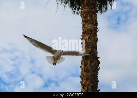 Les Gulls californiens planent près des palmiers Banque D'Images