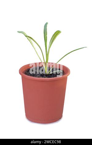 Gazania semis dans un pot de fleur isolé sur fond blanc Banque D'Images