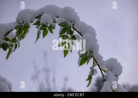 Les branches du buisson de rose pliées sous le poids de la neige adhérente. Les branches d'arbustes aux feuilles vertes et aux baies rouges se plient sous la neige. Banque D'Images